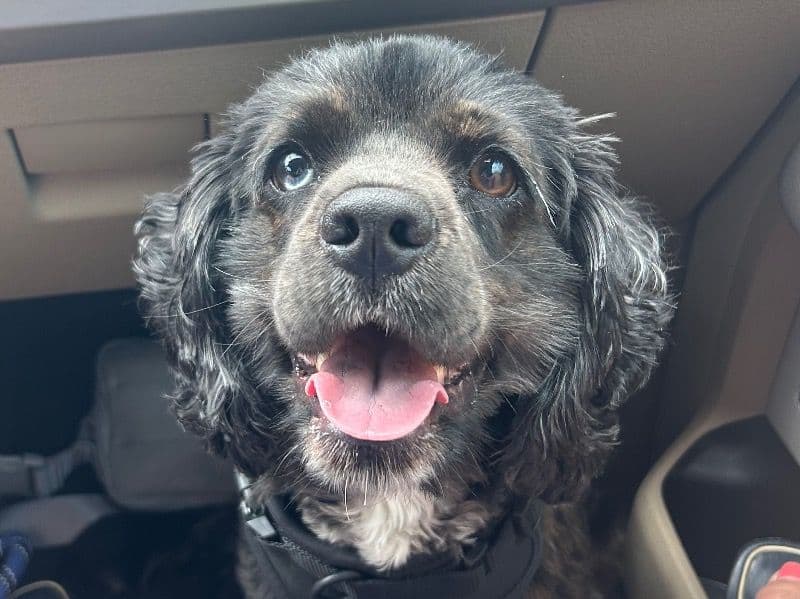 American Cocker Spaniel 1 year 8 months old male medium named Knight for breeding in Pinellas County, Florida | Petmeetly