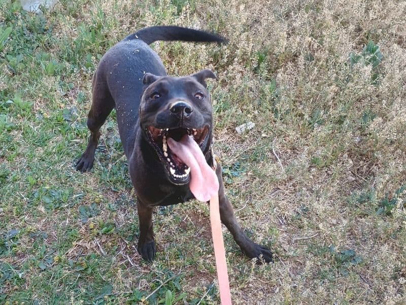 Labrador Retriever 3 years 4 months old female medium named Belle for sale in Jones County, Texas | Petmeetly