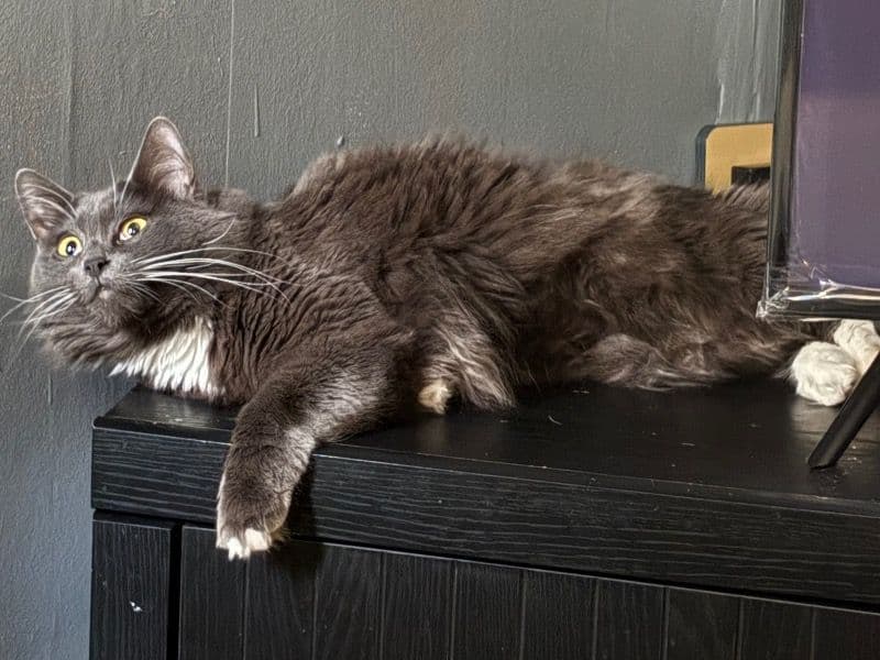 Tabby 1 year 6 months old female named Midnight for sale in Brazoria County, Texas | Petmeetly