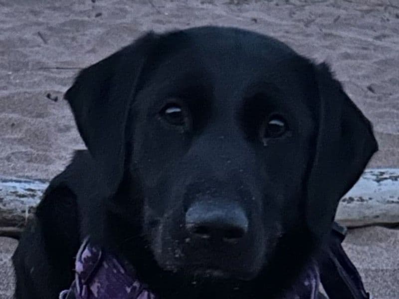 English Labrador Retriever 1 year 7 months old female medium named Tequila for breeding in Aberdeenshire, Scotland | Petmeetly