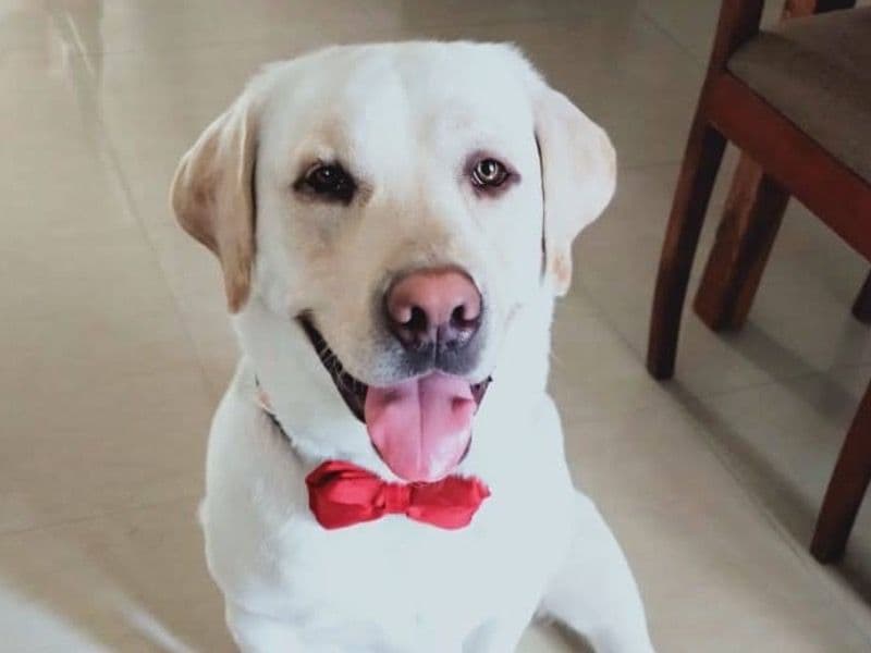 English Labrador Retriever 6 years 8 months old male large named Haachi for breeding in Gurgaon Division, Haryana | Petmeetly