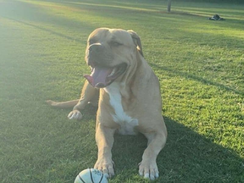 Bullmastiff 3 years old female medium named Ruby for breeding in City of Moreton Bay, Queensland | Petmeetly