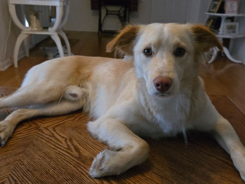 Great Pyrenees 1 year 10 months old male medium named Titus for breeding in New Castle County, Delaware | Petmeetly