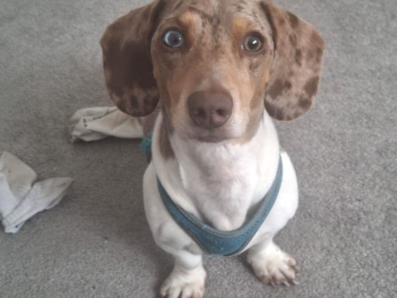 Dachshund 3 years 4 months old male medium named Squashage for breeding in Greater London, England | Petmeetly