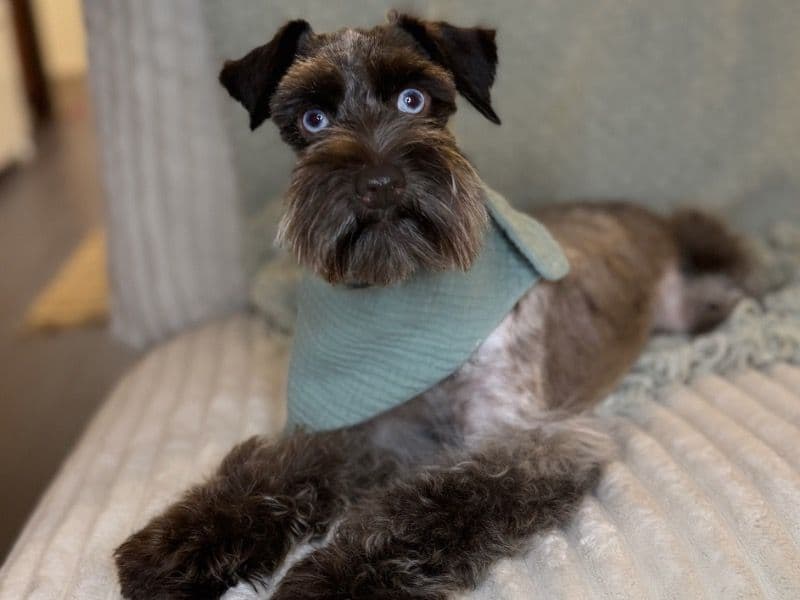 Miniature Schnauzer 2 years 4 months old male small named Louie for breeding | Petmeetly