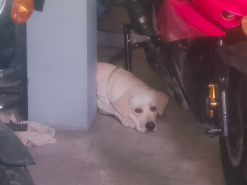 White Labrador Retriever 3 years 6 months old male medium named Joe for breeding in Chennai, Tamil Nadu | Petmeetly