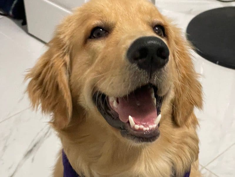 English Golden Retriever 4 years 1 month old male medium named Rocky for breeding in Miami-Dade County, Florida | Petmeetly