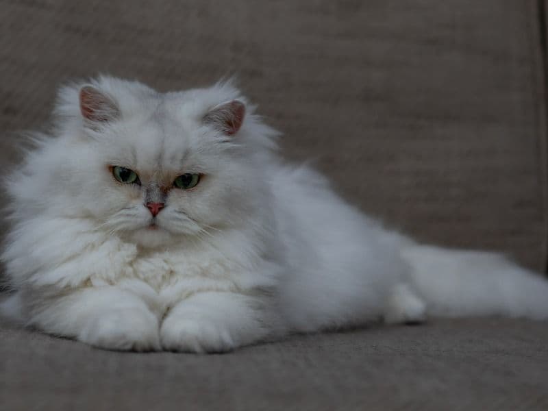 British Longhair 2 years 11 months old female named Coccolina for breeding in Stoke-on-Trent, England | Petmeetly
