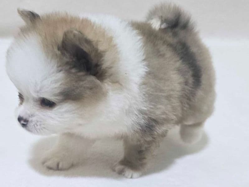 Pomchi 8 years 5 months old female small named Lilla for sale in Gemert-Bakel, North Brabant | Petmeetly