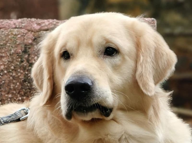 Golden Retriever 2 years 10 months old male medium named Max for breeding in Konkan Division, Maharashtra | Petmeetly