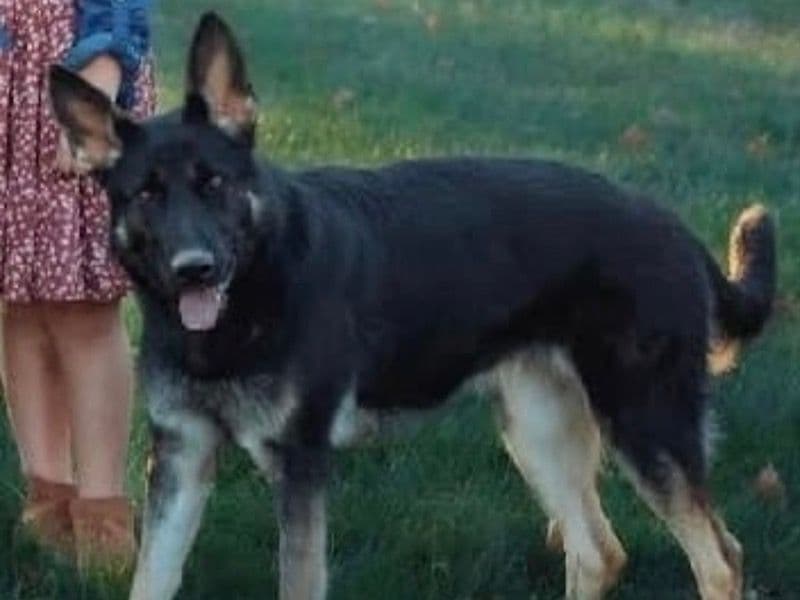 German Shepherd 2 years 4 months old female medium named Maya for breeding in Knox County, Ohio | Petmeetly