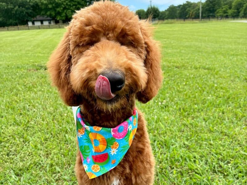 Standard Poodle 11 months old male medium named Salem for breeding in Williamson County, Tennessee | Petmeetly