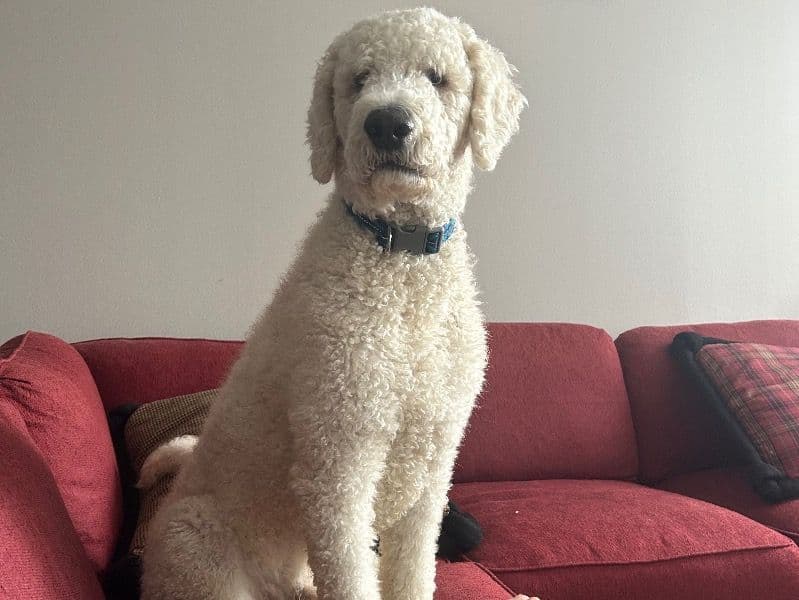 Goldendoodle 2 years 8 months old male large named Stitch for breeding in Hennepin County, Minnesota | Petmeetly