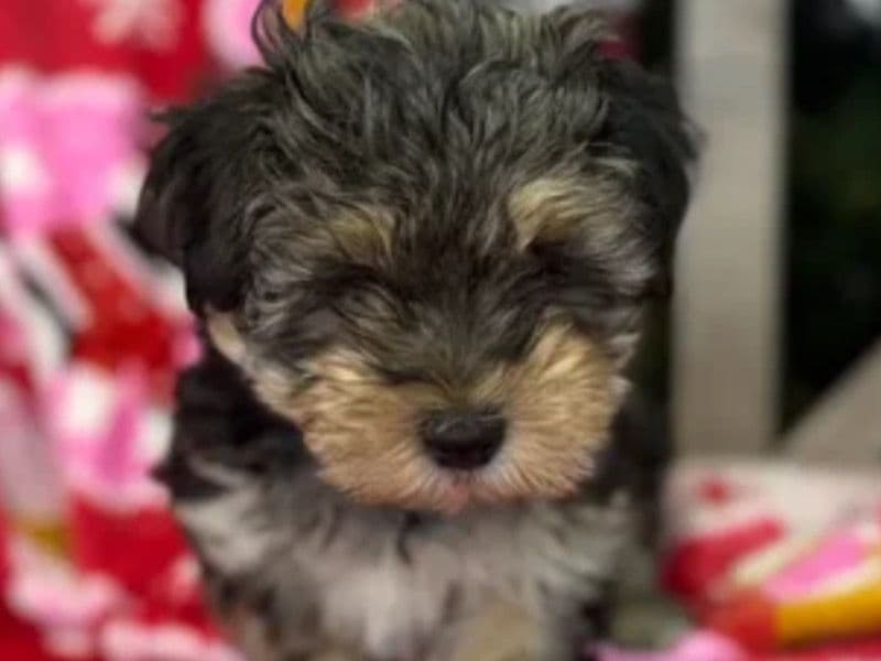 Morkie 5 months old male small named Obbie for adoption in Jackson County, Missouri | Petmeetly