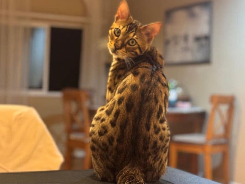 Savannah 1 year old male named Alty for breeding | Petmeetly