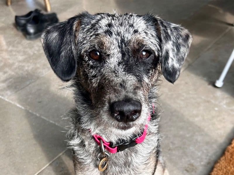 Miniature Poodle 2 years 2 months old female small named Peachy for breeding in Somerset, England | Petmeetly