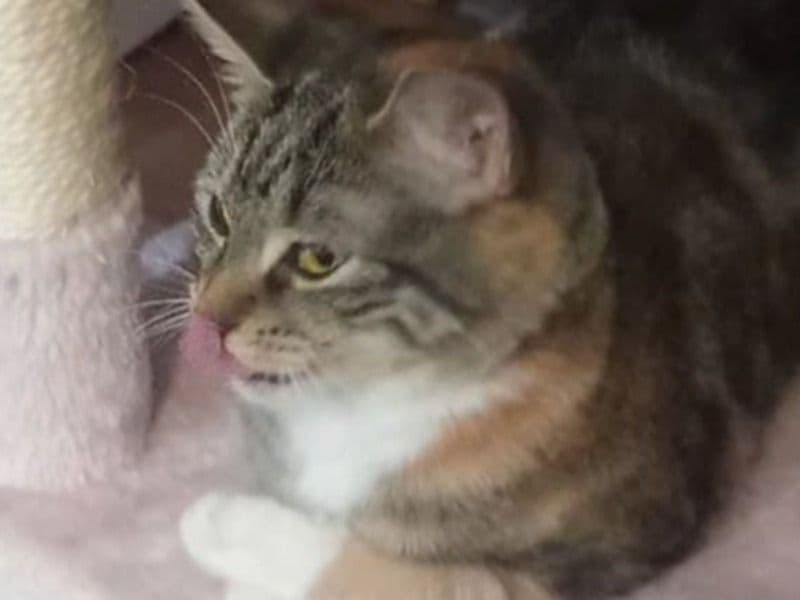 Tortoiseshell cat 1 year 4 months old female named Millie for breeding in Cape Breton Regional Municipality, Nova Scotia | Petmeetly