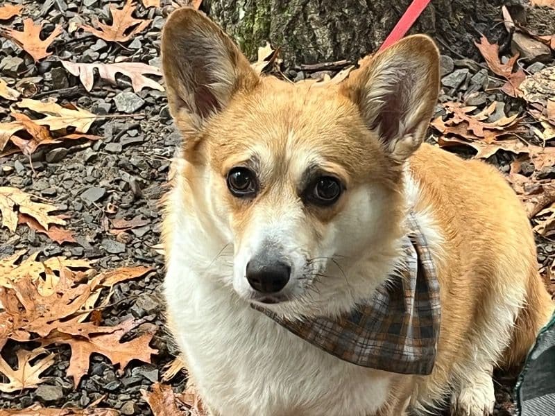 Corgi 4 years 8 months old female medium named Maggie for breeding in Drew County, Arkansas | Petmeetly