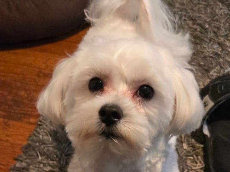 Maltese 1 year 5 months old male small named Boss for breeding in Oakland County, Michigan | Petmeetly