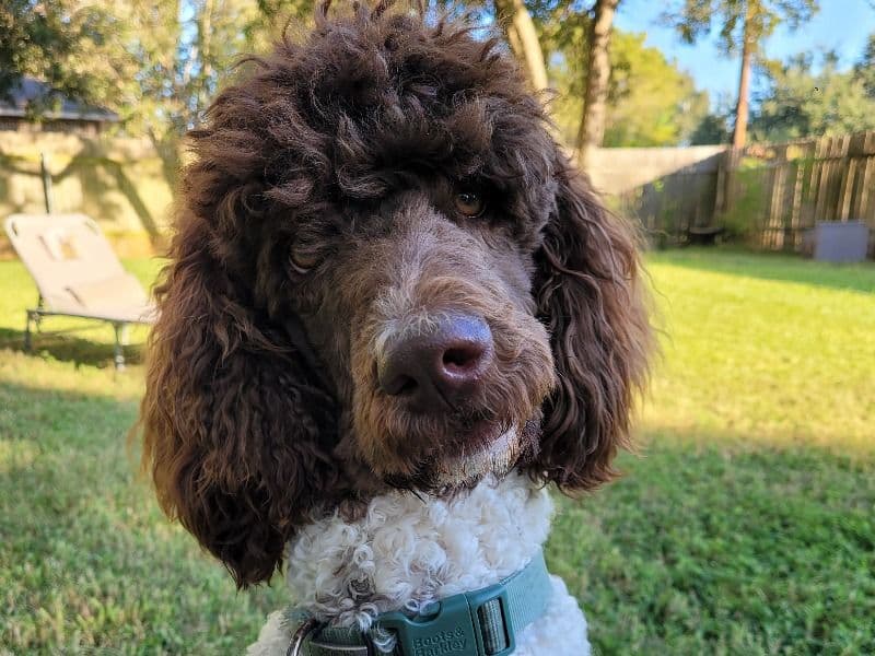Standard Poodle 4 years 1 month old male large named Choncho for breeding in Bell County, Texas | Petmeetly