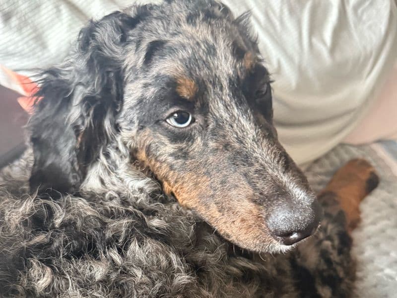 Mini Bernedoodle 1 year old female medium named Molly for breeding in Adams County, Colorado | Petmeetly