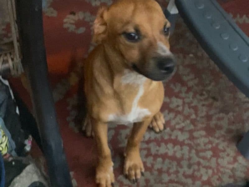 Pit Bull Terrier 1 year 3 months old female small named Tiny for sale in Anson County, North Carolina | Petmeetly