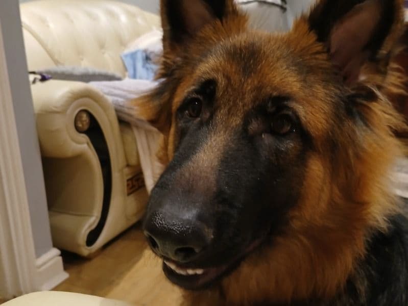 German Shepherd 8 months old male large named Marley for breeding in Nottingham, England | Petmeetly