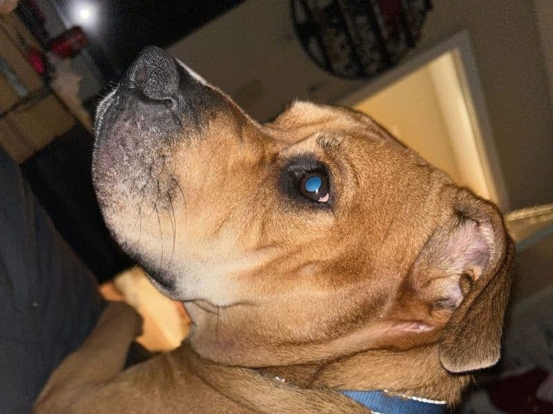 Chow Chow 4 years old female large named Daisy for adoption in Jefferson County, Kentucky | Petmeetly