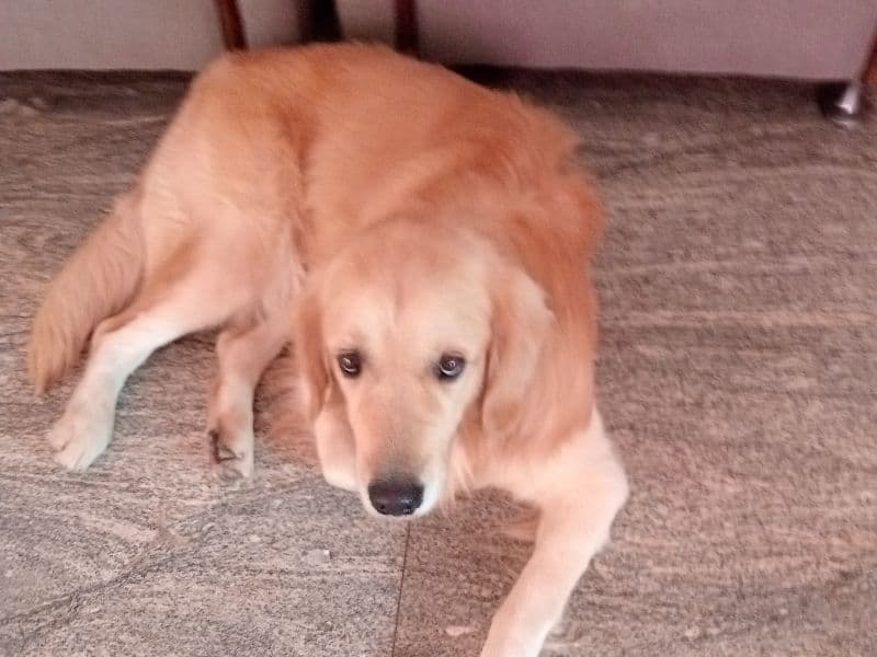 English Golden Retriever 4 years old male medium named Happy for breeding in Bangalore Division, Karnataka | Petmeetly