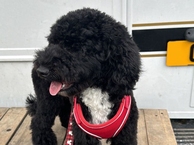 Cockapoo 1 year 11 months old female medium named Meila for breeding in Armagh City, Banbridge and Craigavon, Northern Ireland | Petmeetly