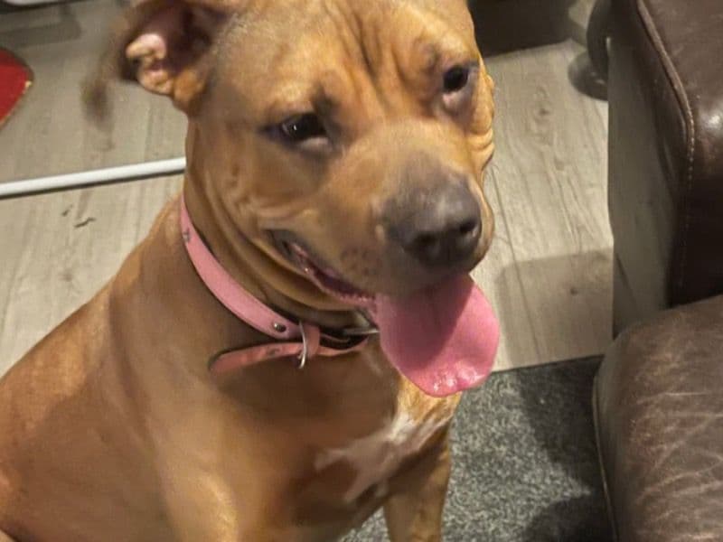 Savannah primary photo