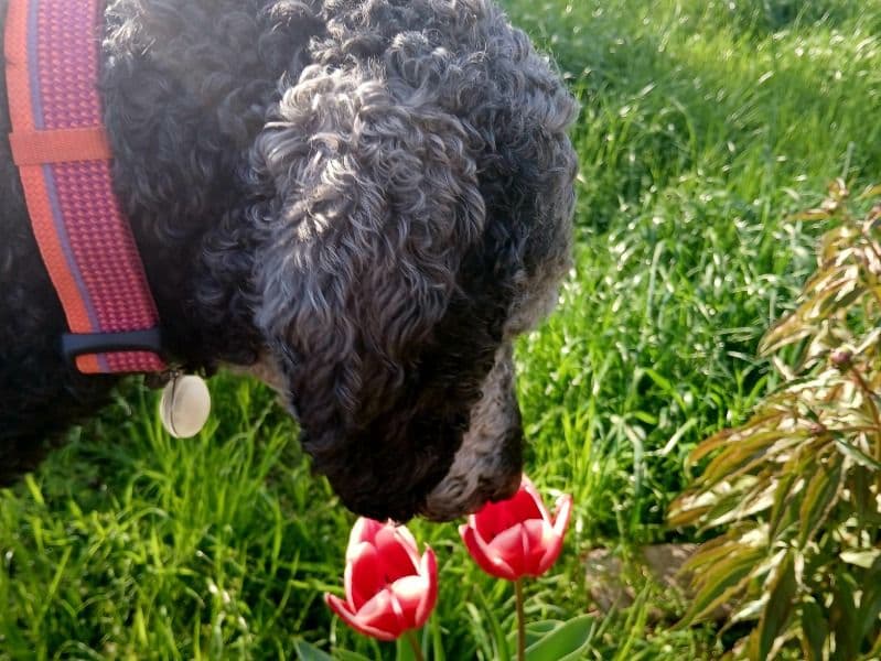 Standard Poodle 3 years 5 months old female large named Prima for breeding in Wyandotte County, Kansas | Petmeetly