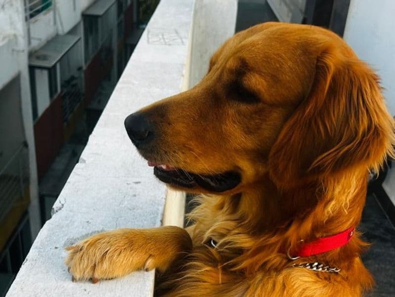 Golden Retriever 2 years old male medium named Cecil for breeding in Bangalore Division, Karnataka | Petmeetly