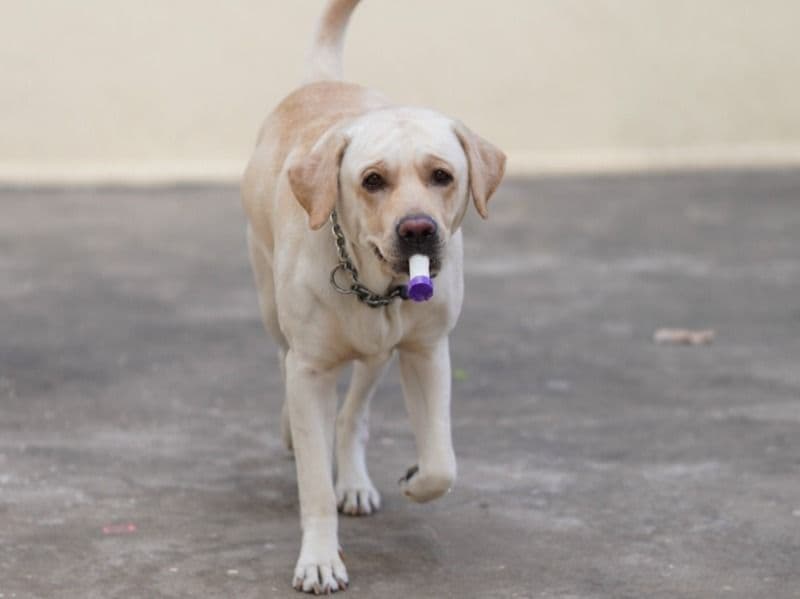 English Labrador Retriever 3 years 6 months old female large named Jenny for breeding in Bangalore Division, Karnataka | Petmeetly