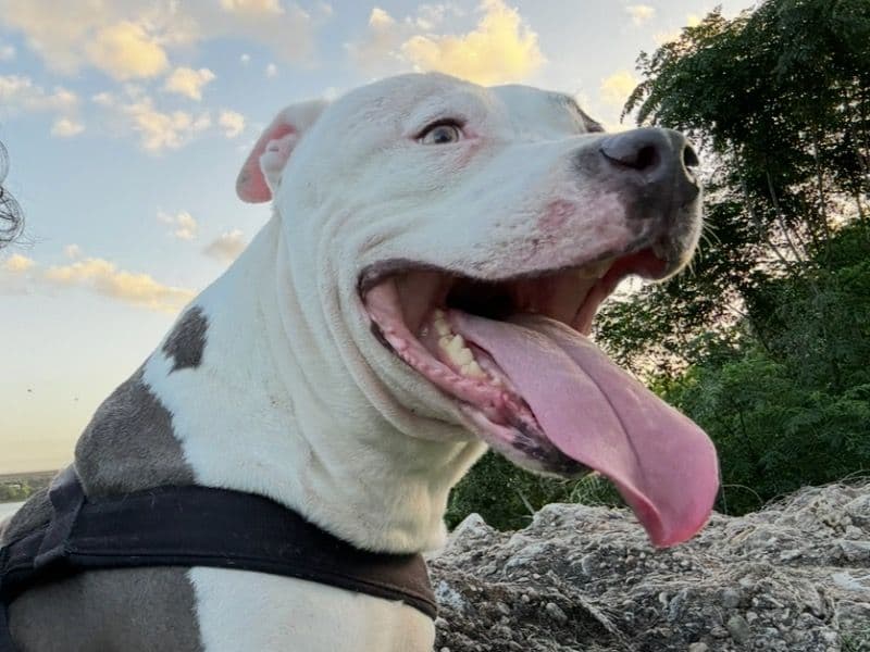 American Staffordshire Terrier 7 years 9 months old male large named Duke for breeding in Travis County, Texas | Petmeetly
