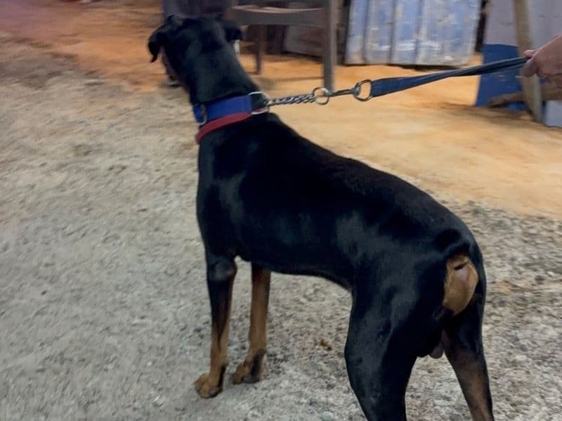 Doberman 5 years old male large named Shera for breeding in Faridabad Division, Haryana | Petmeetly