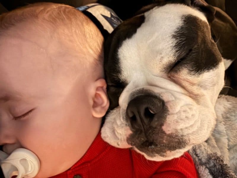 Old English Bulldog 1 year 6 months old female medium named Posiee for breeding in Calgary, Alberta | Petmeetly