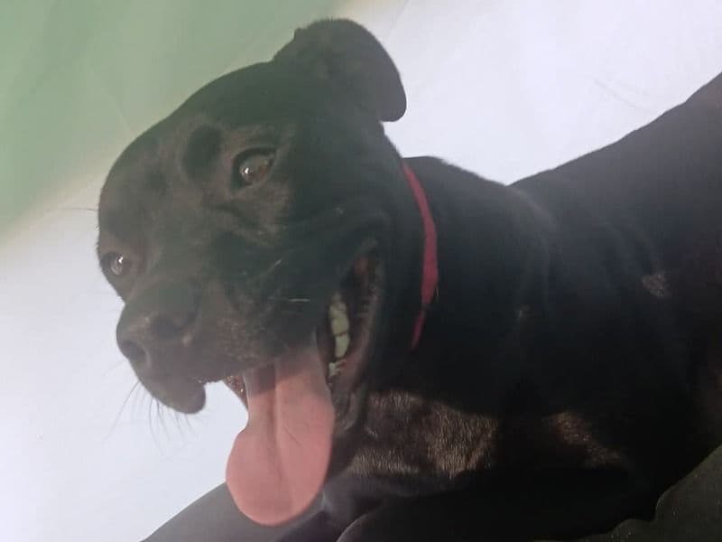 American PitBull Terrier 2 years 3 months old female medium named Bella for sale in Charlevoix County, Michigan | Petmeetly