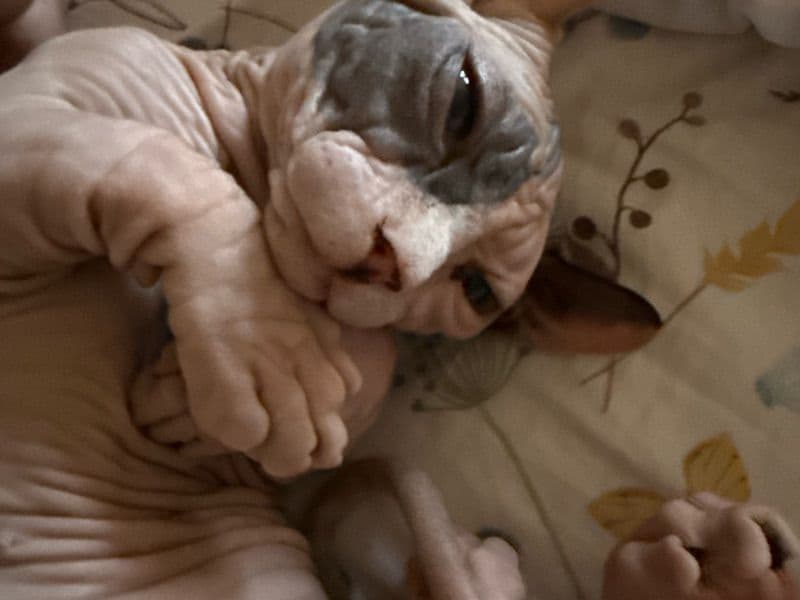 Canadian Spynx 10 months old female named Sveta for breeding in Кингс Каунти, Нью-Йорк | Petmeetly