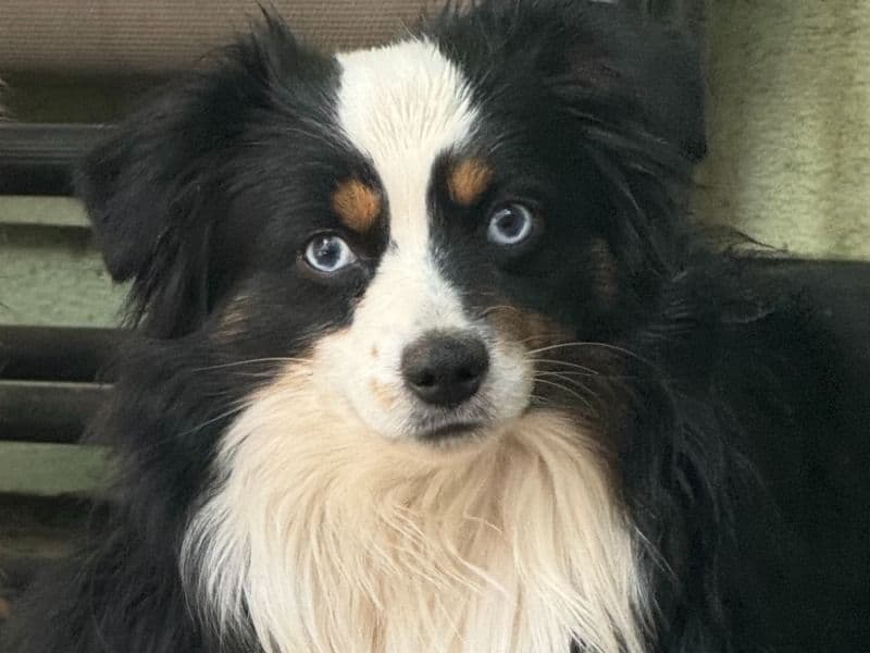 Bandit primary photo