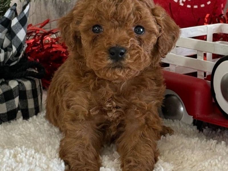 Poodle 2 months old male small named Teagan for sale in California | Petmeetly