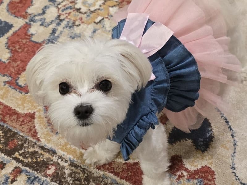 Maltese 1 year 4 months old female small named Bada for breeding in Williamson County, Texas | Petmeetly