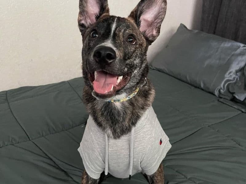 Dutch Shepherd 4 years 4 months old male large named Kaido for breeding in Santa Clara County, California | Petmeetly