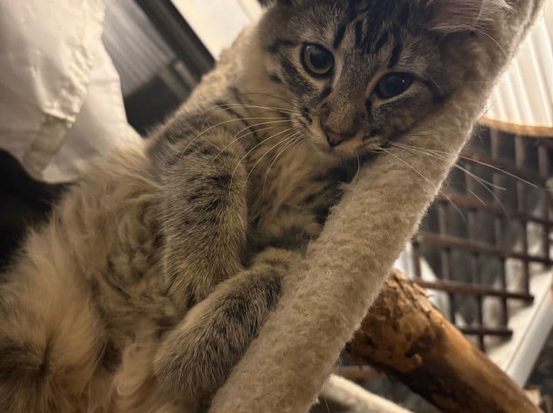 Kitkat primary photo