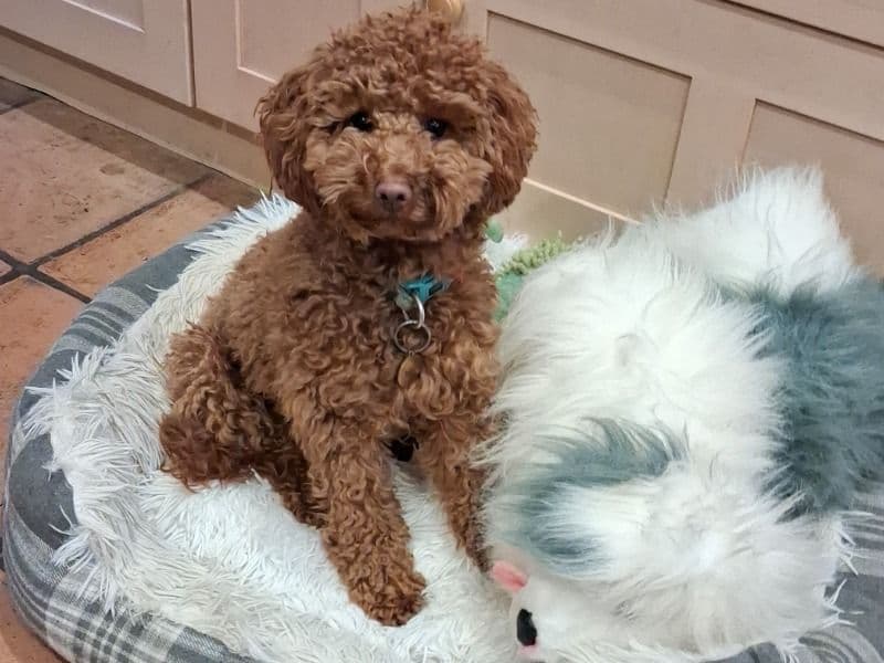 Cockapoo 1 year old female small named Mia for breeding in Essex, England | Petmeetly