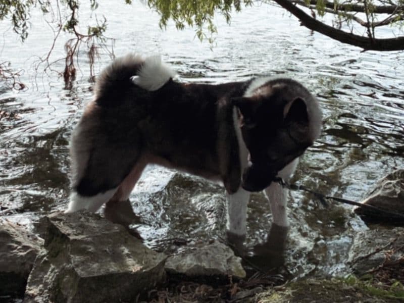 American Akita 5 years 5 months old female large named Luna for breeding in Norfolk, England | Petmeetly