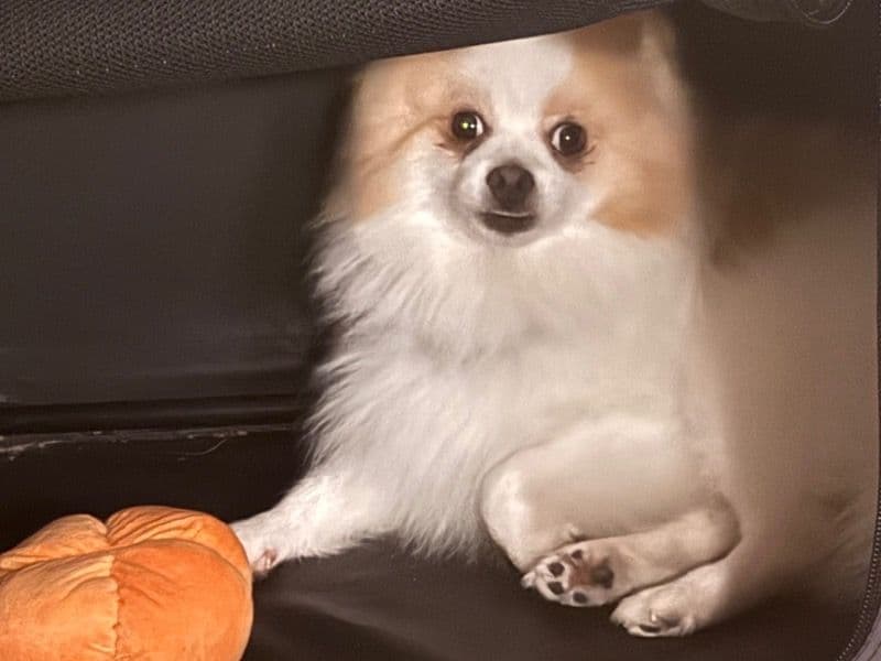 Pomeranian 2 years 1 month old male small named Rackz for breeding in Fulton County, Georgia | Petmeetly