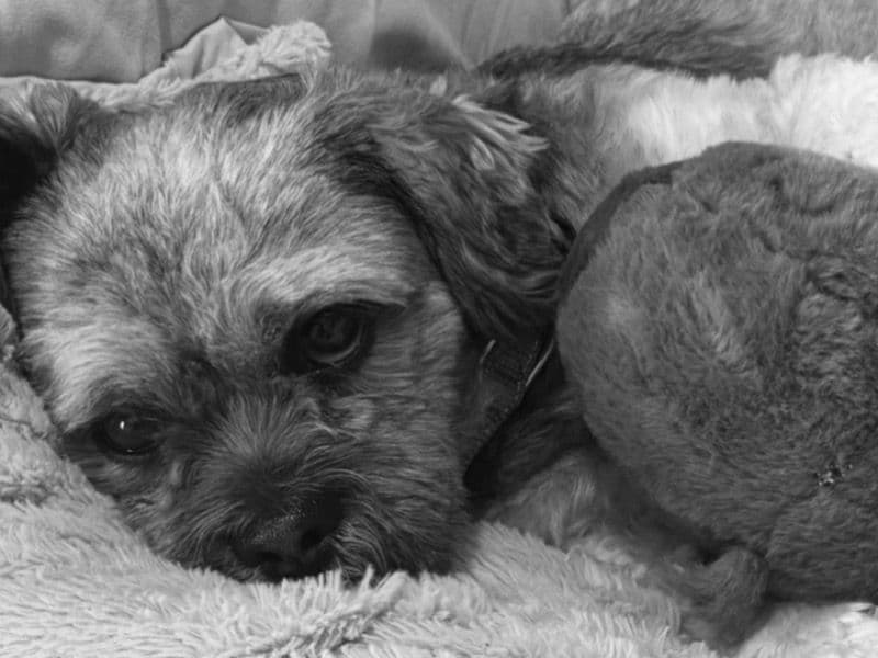 Lhasa Apso 3 years 5 months old male small named Buddy for breeding in Merseyside, England | Petmeetly