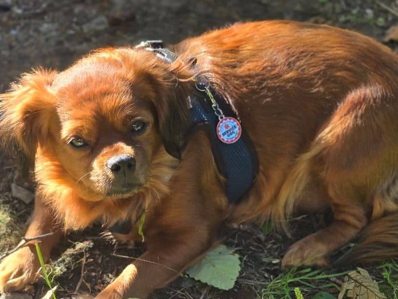 Papillon 3 years 8 months old female small named Gizzy for breeding in San Benito County, California | Petmeetly
