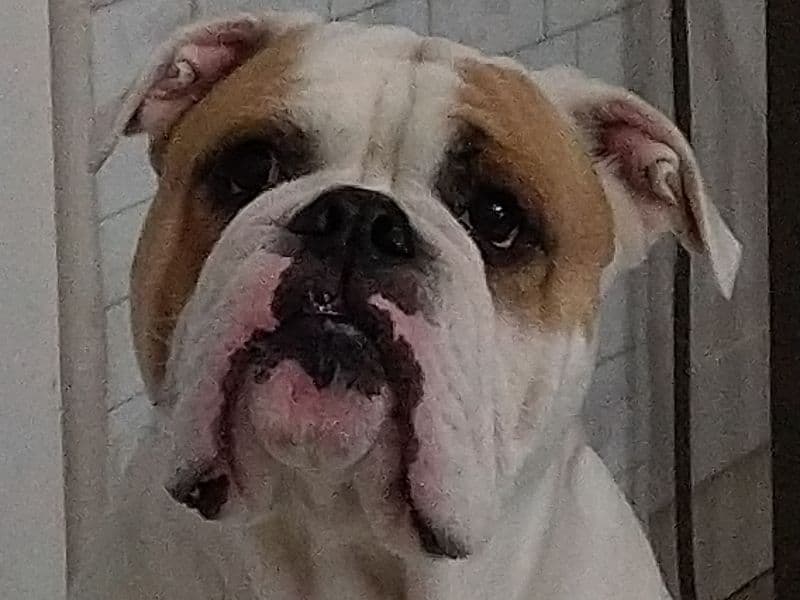 Bulldog 5 years 8 months old male large named Apollo for breeding in Broward County, Florida | Petmeetly